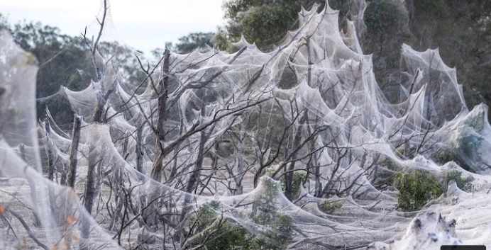 media-162386293961736500