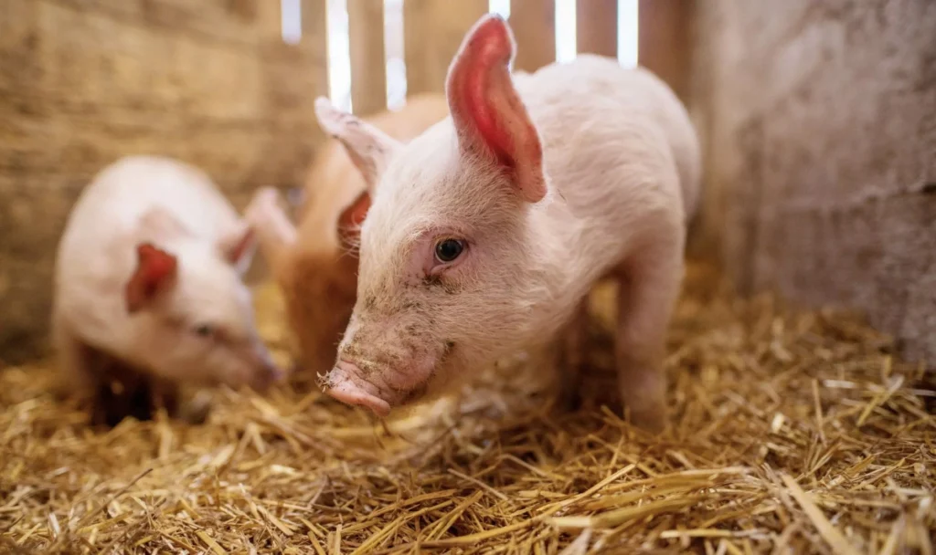 media-172361499589094100