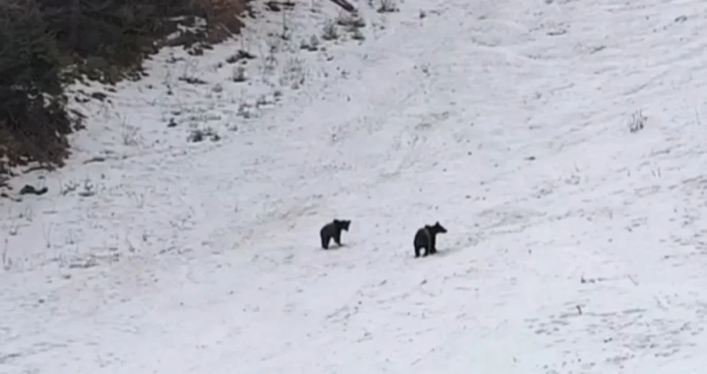 ursi-partie-poiana-brasov_VfFuA