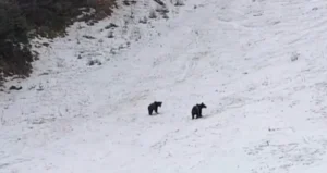 ursi-partie-poiana-brasov_VfFuA