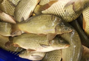 media-166935513195129000